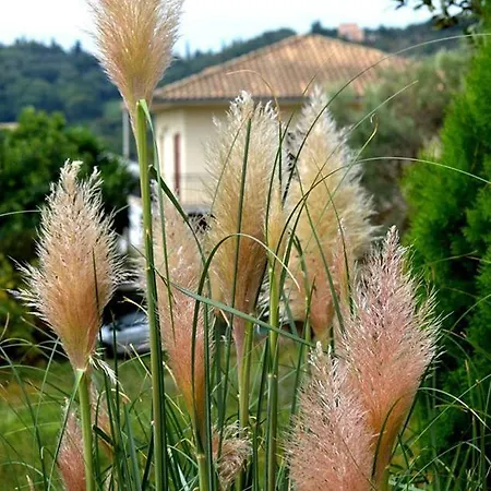 Jerry Afro Kır Evi